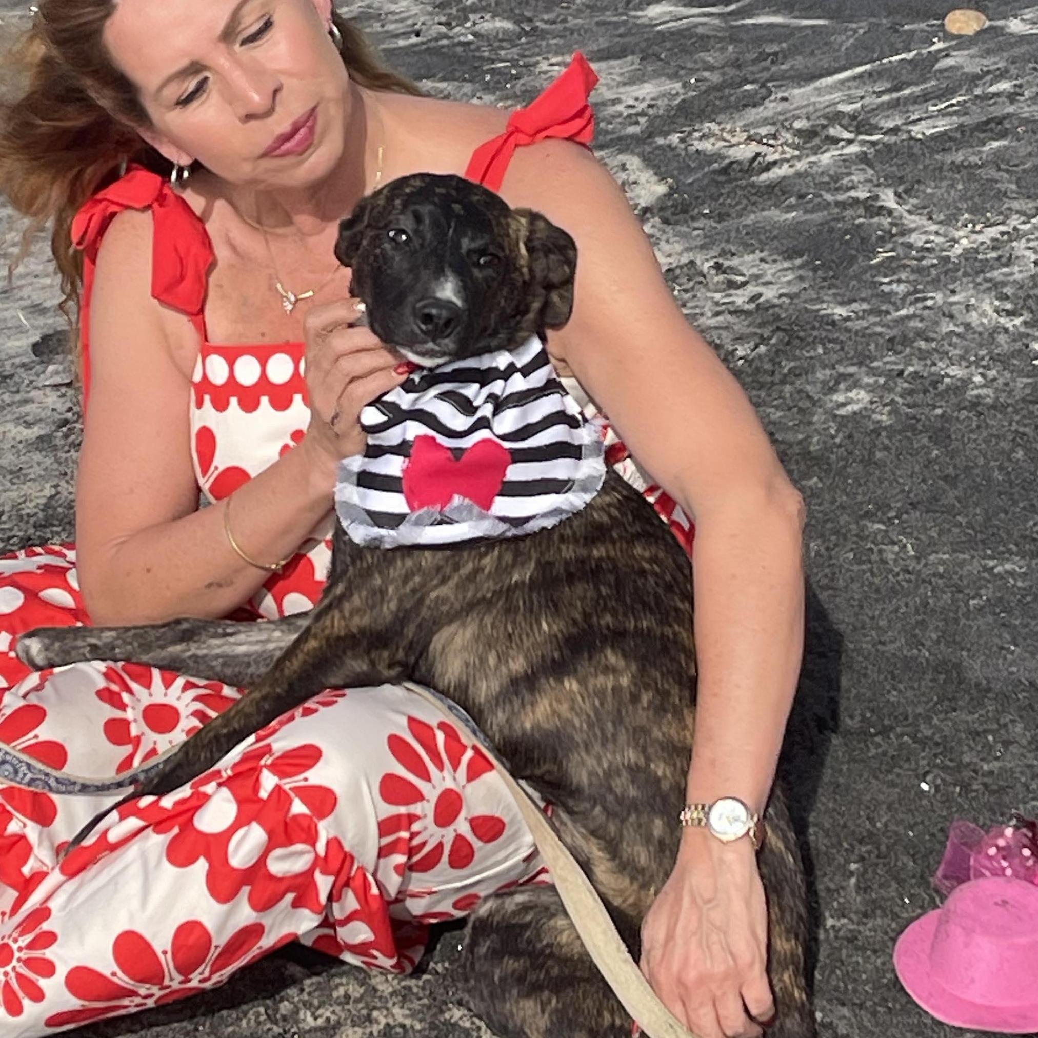 Enlarge DAKOTA 6 months 28 pounds, a Adoptable mixed breed in Aliso Viejo, CA image 2/6