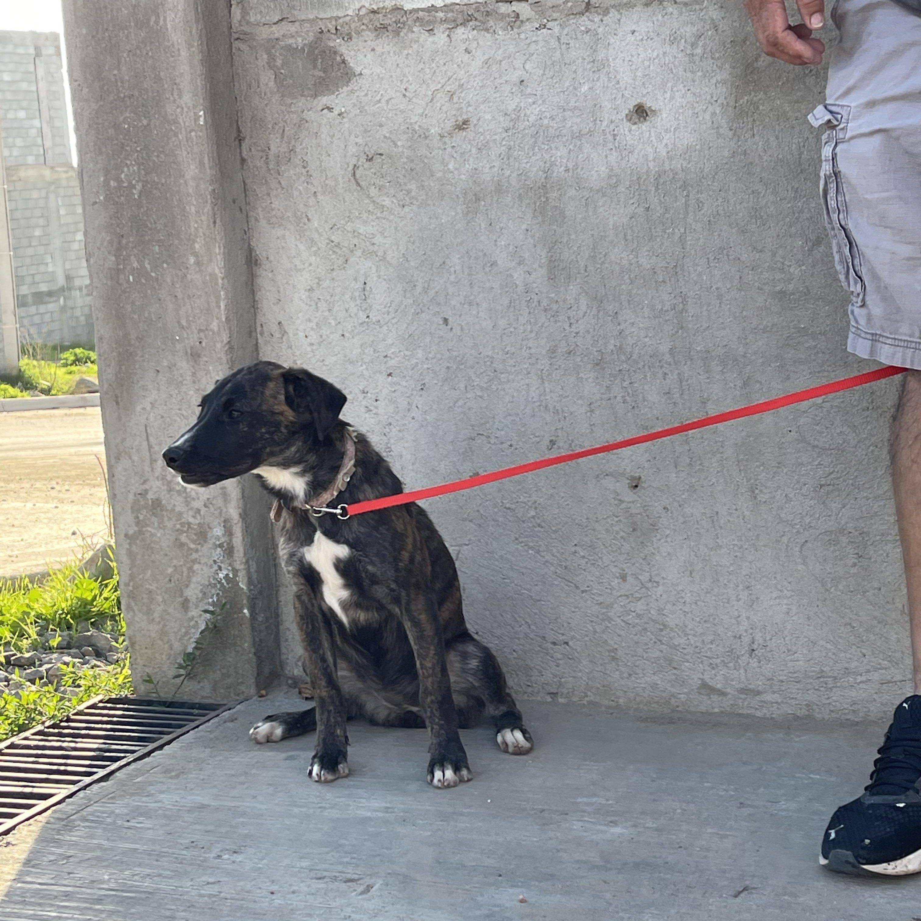 Enlarge DAKOTA 6 months 22 pounds, a Adoptable mixed breed in san diego, CA image 6/6