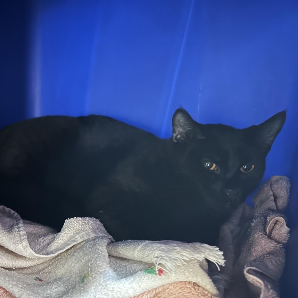 Enlarge Shavonne, a Adoptable Domestic Short Hair in Bristol, IN image 1/6