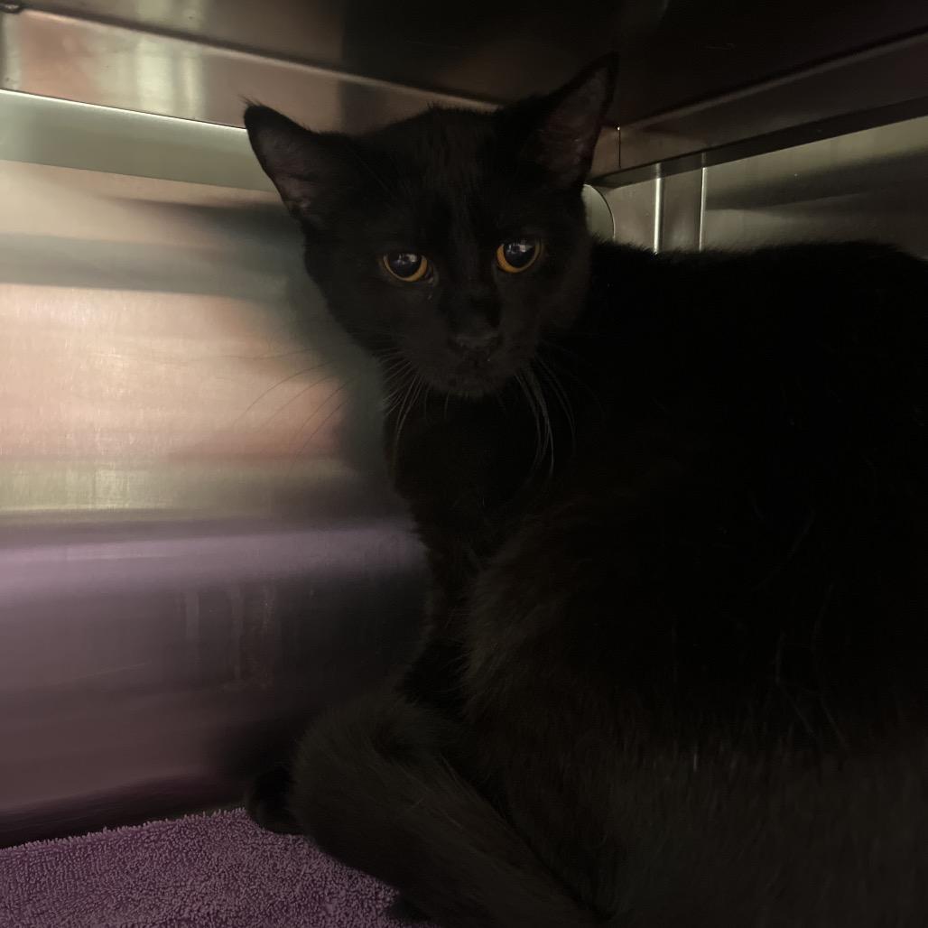Enlarge Shavonne, a Adoptable Domestic Short Hair in Bristol, IN image 2/6
