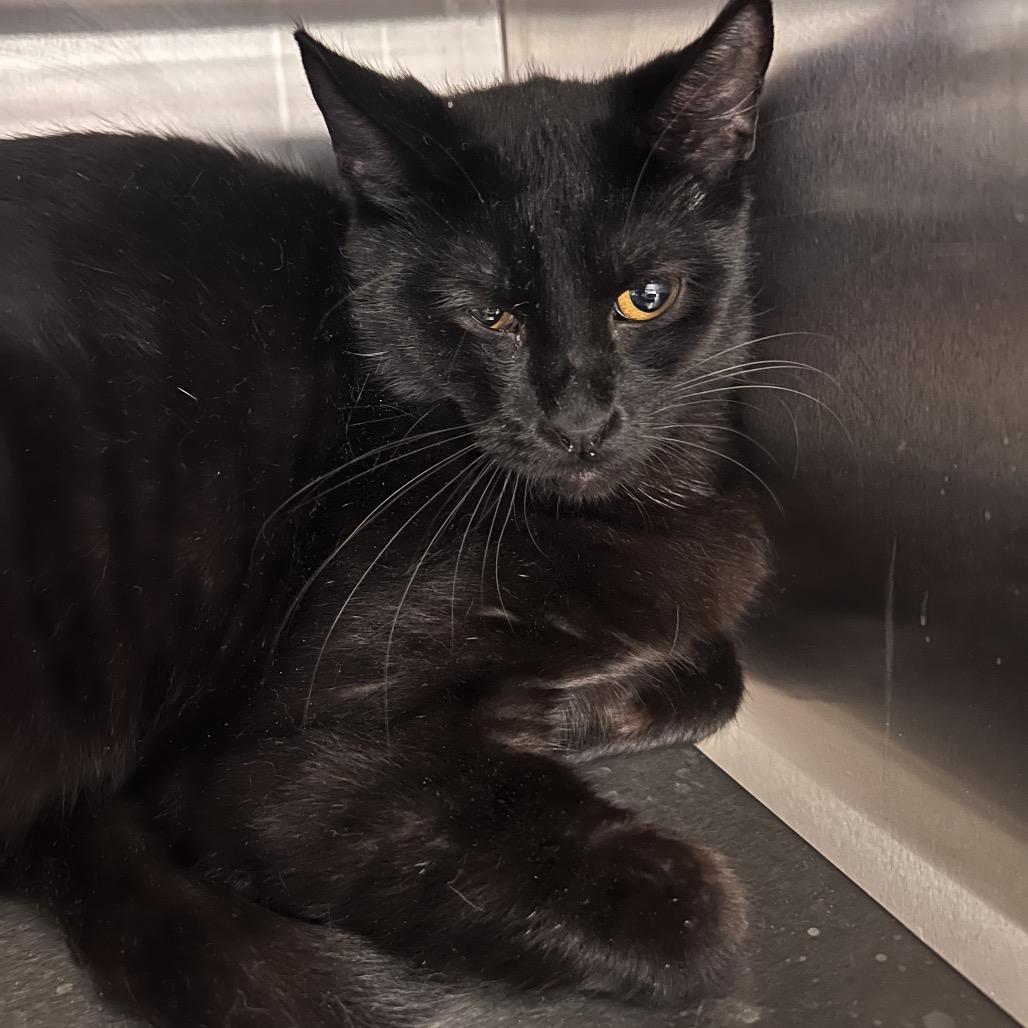 Enlarge Shavonne, a Adoptable Domestic Short Hair in Bristol, IN image 3/6