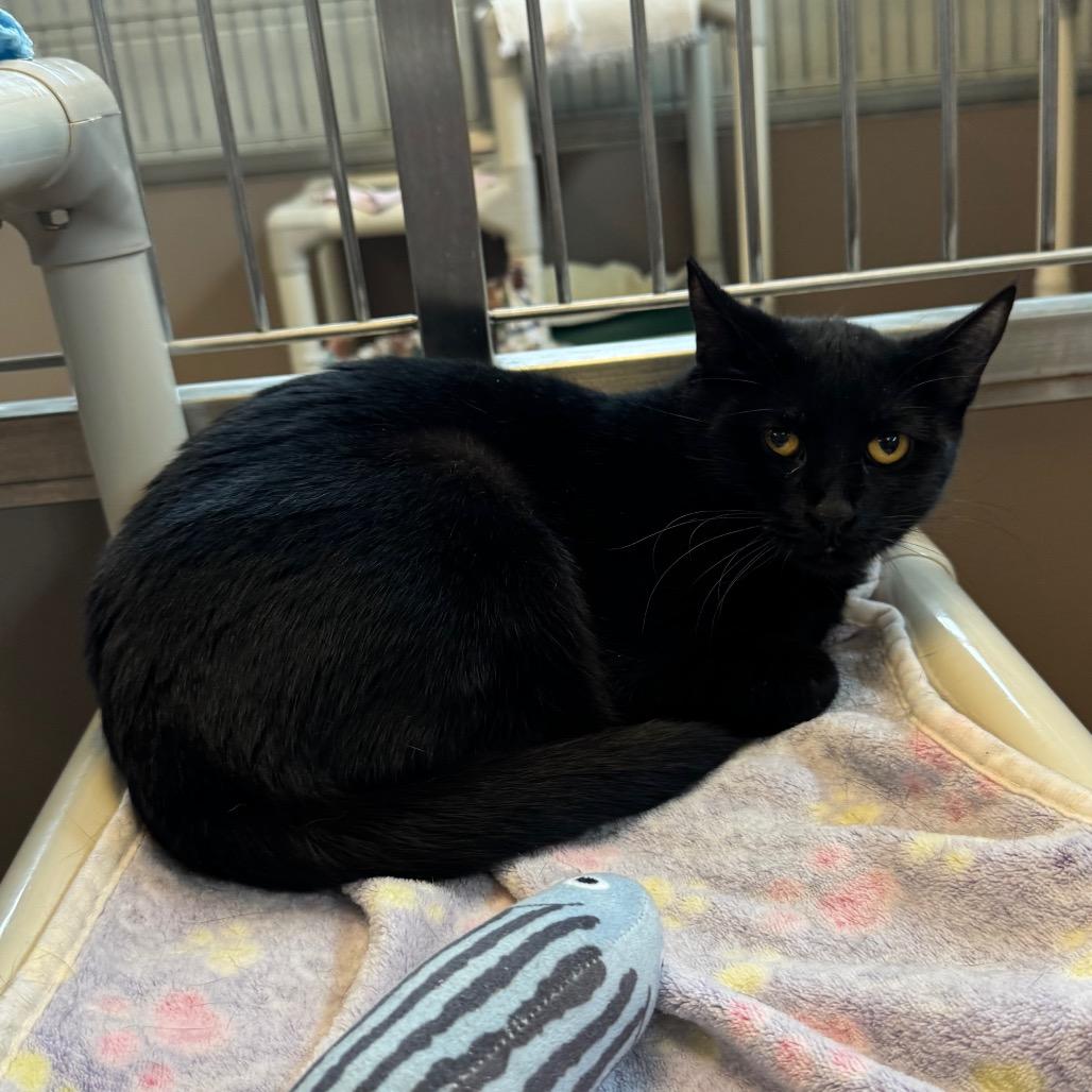 Enlarge Shavonne, a Adoptable Domestic Short Hair in Bristol, IN image 4/6