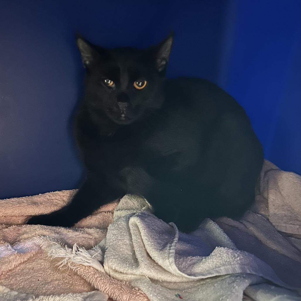 Enlarge Shavonne, a Adoptable Domestic Short Hair in Bristol, IN image 5/6