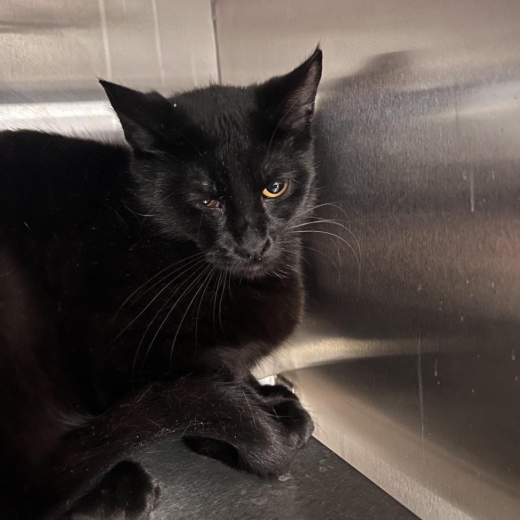 Enlarge Shavonne, a Adoptable Domestic Short Hair in Bristol, IN image 6/6