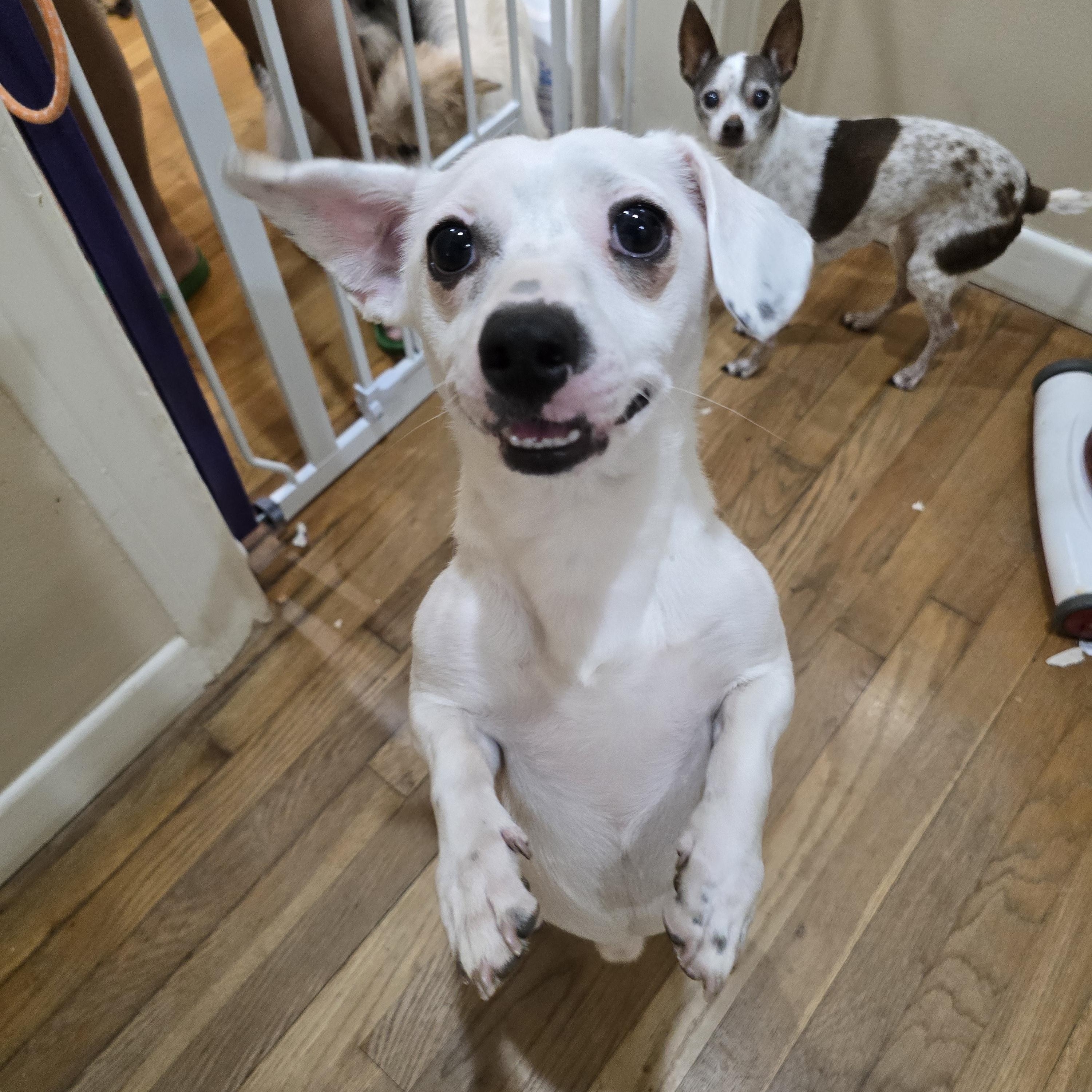 Enlarge Spidey, an adoptable mixed breed in Buffalo, NY image 3/6