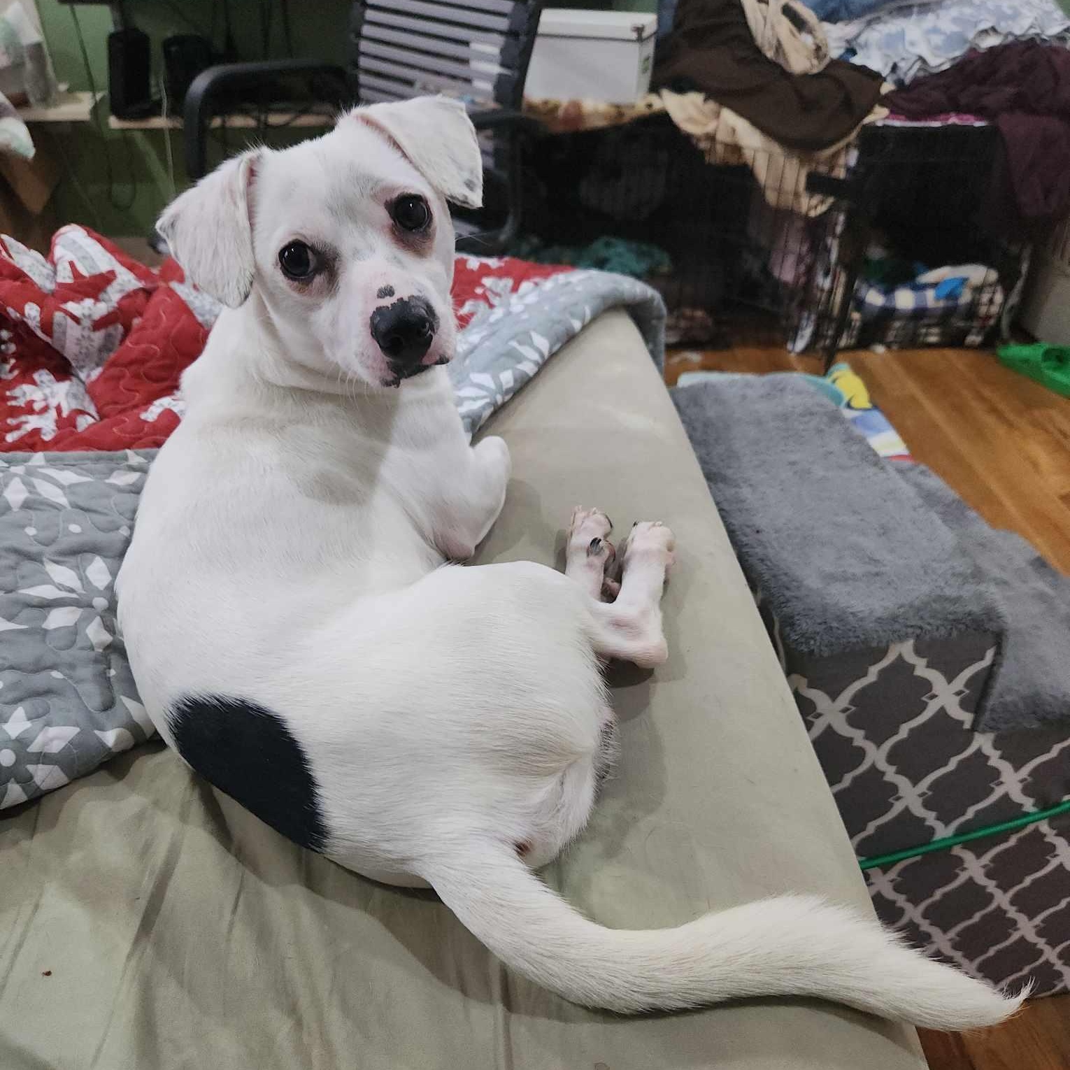 Enlarge Spidey, an adoptable mixed breed in Buffalo, NY image 5/6
