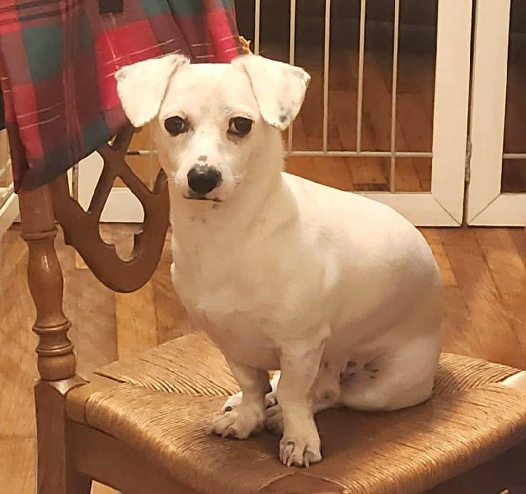 Enlarge Spidey, an adoptable mixed breed in Buffalo, NY image 2/6