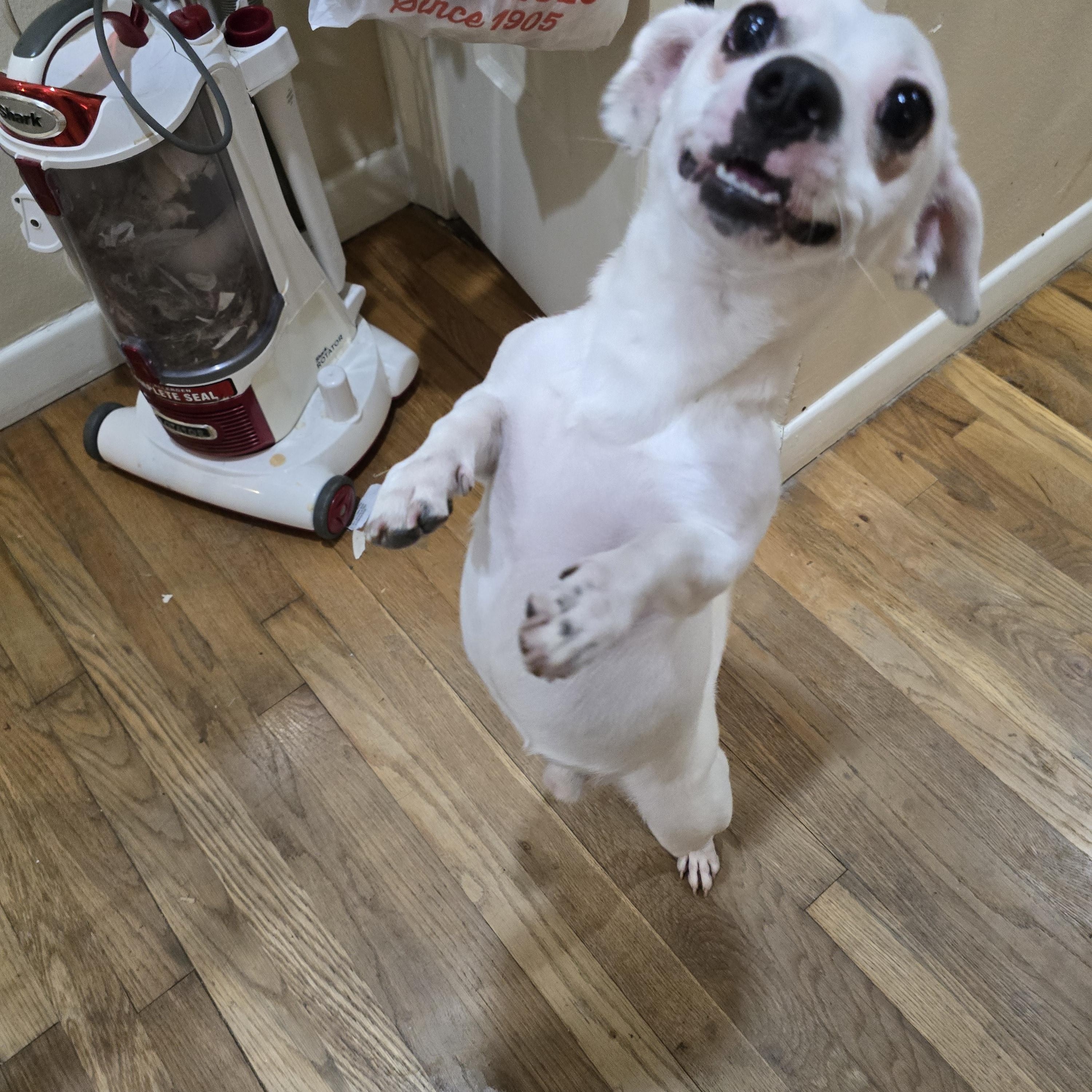 Enlarge Spidey, an adoptable mixed breed in Buffalo, NY image 4/6