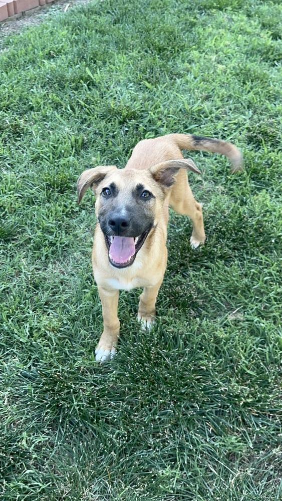 Kevin, a Adoptable mixed breed image 1/2