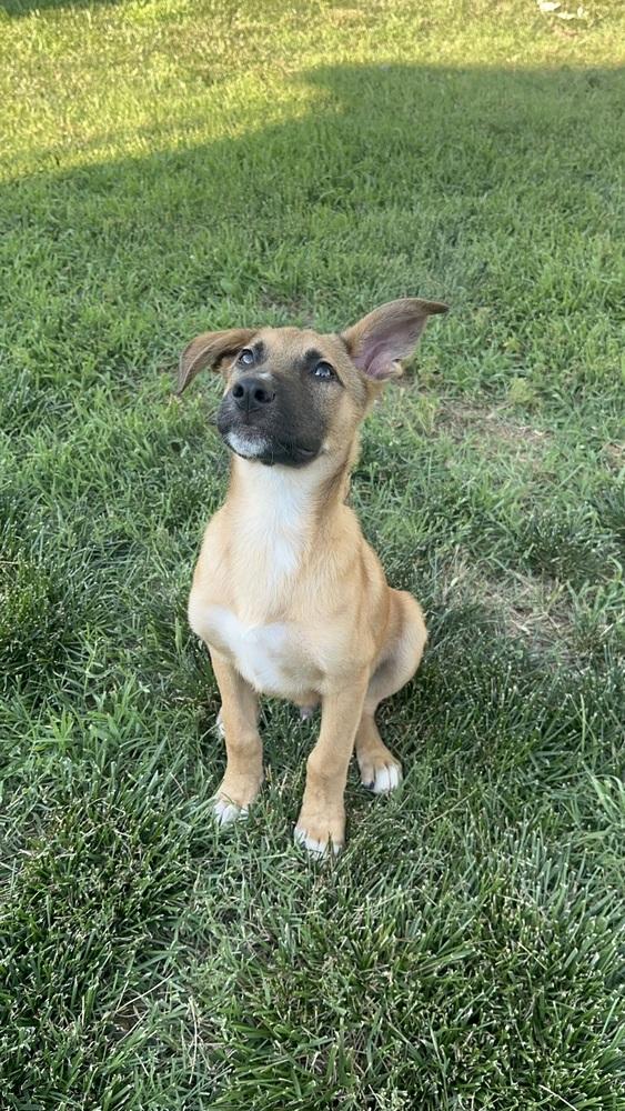 Kevin, Adoptable, Puppy Male Anatolian Shepherd.