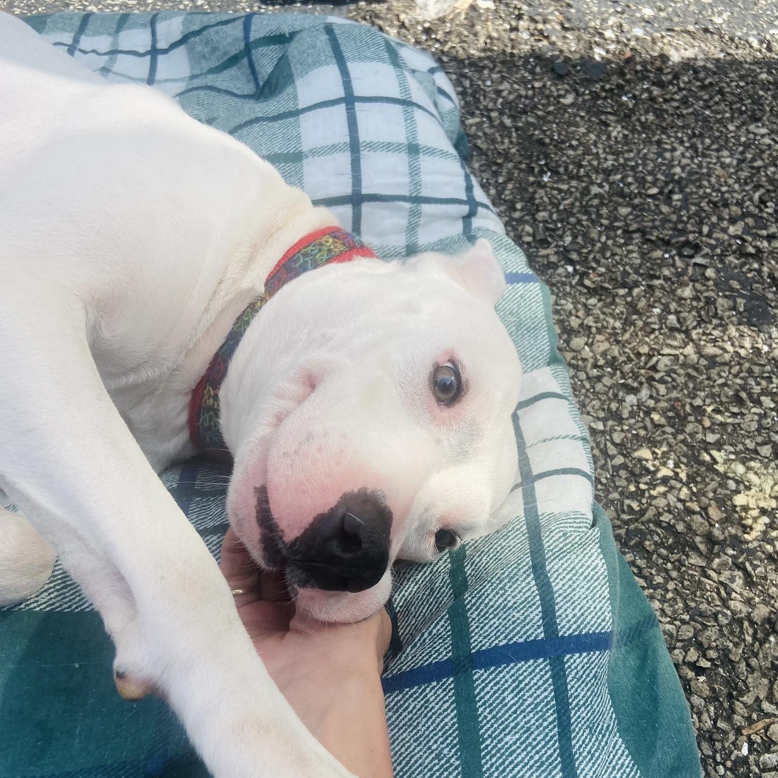 Enlarge GHOST!, a Adopted mixed breed in Louisville, KY image 1/6