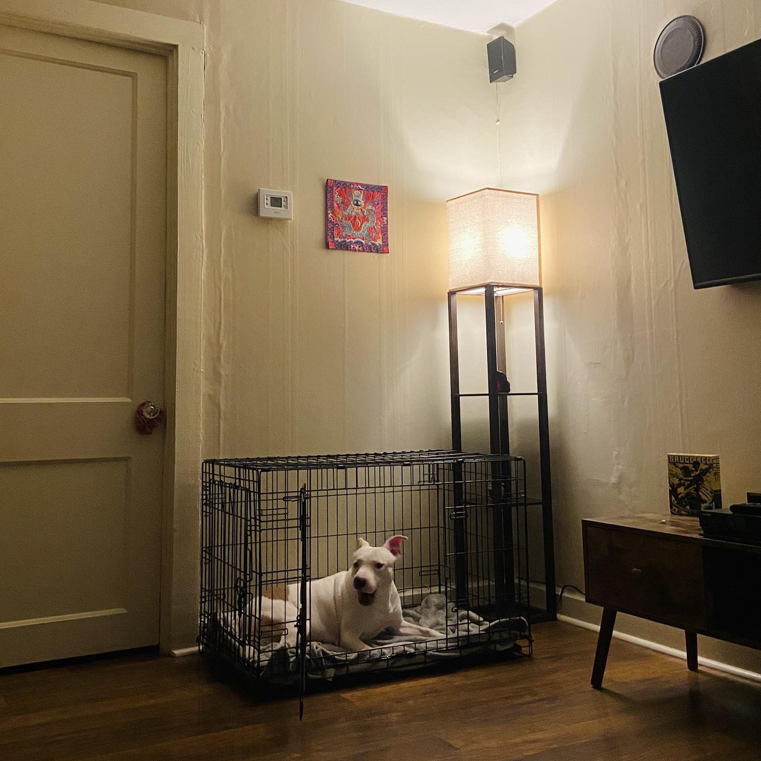 Enlarge GHOST!, a Adopted mixed breed in Louisville, KY image 4/6