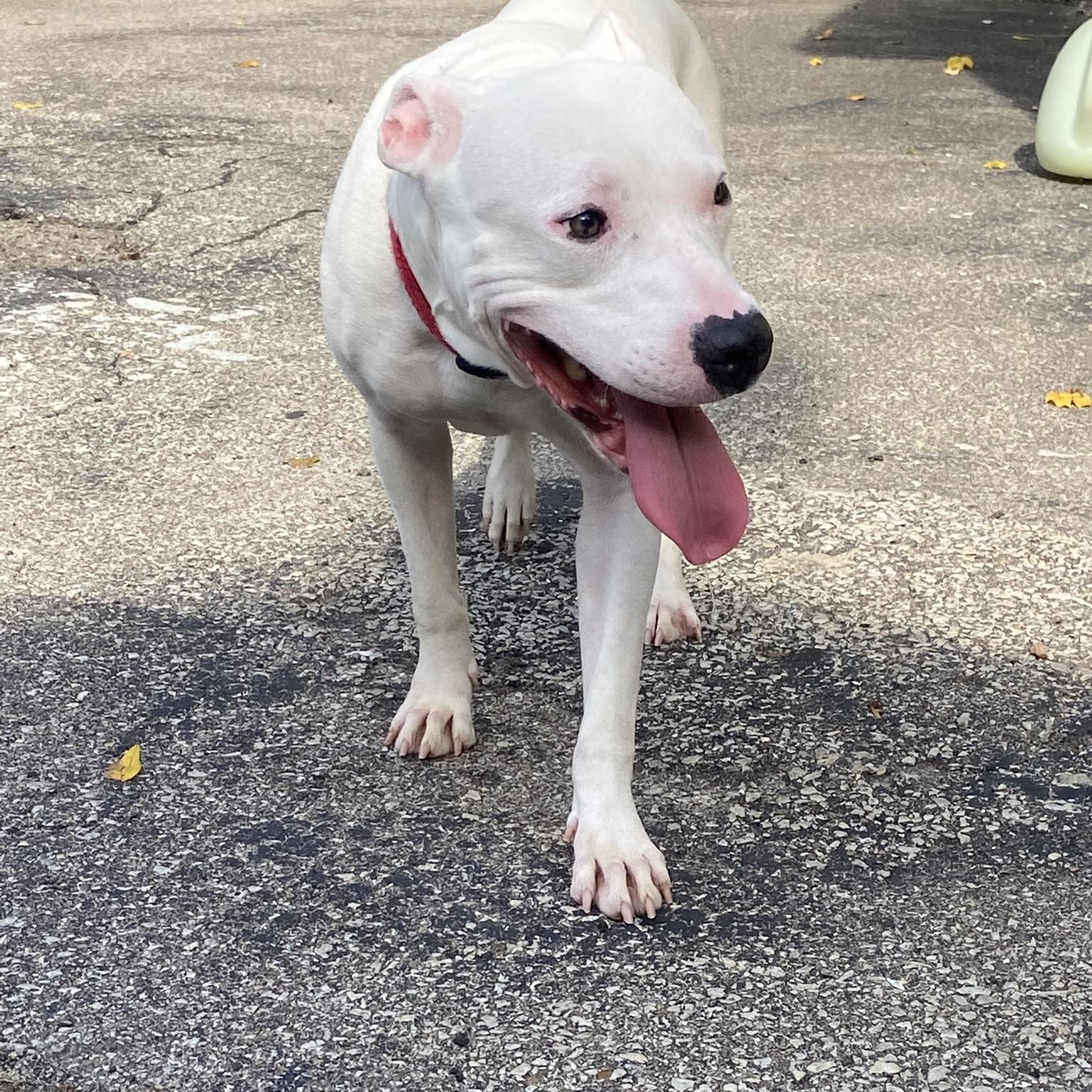 Enlarge GHOST!, a Adopted mixed breed in Louisville, KY image 3/6