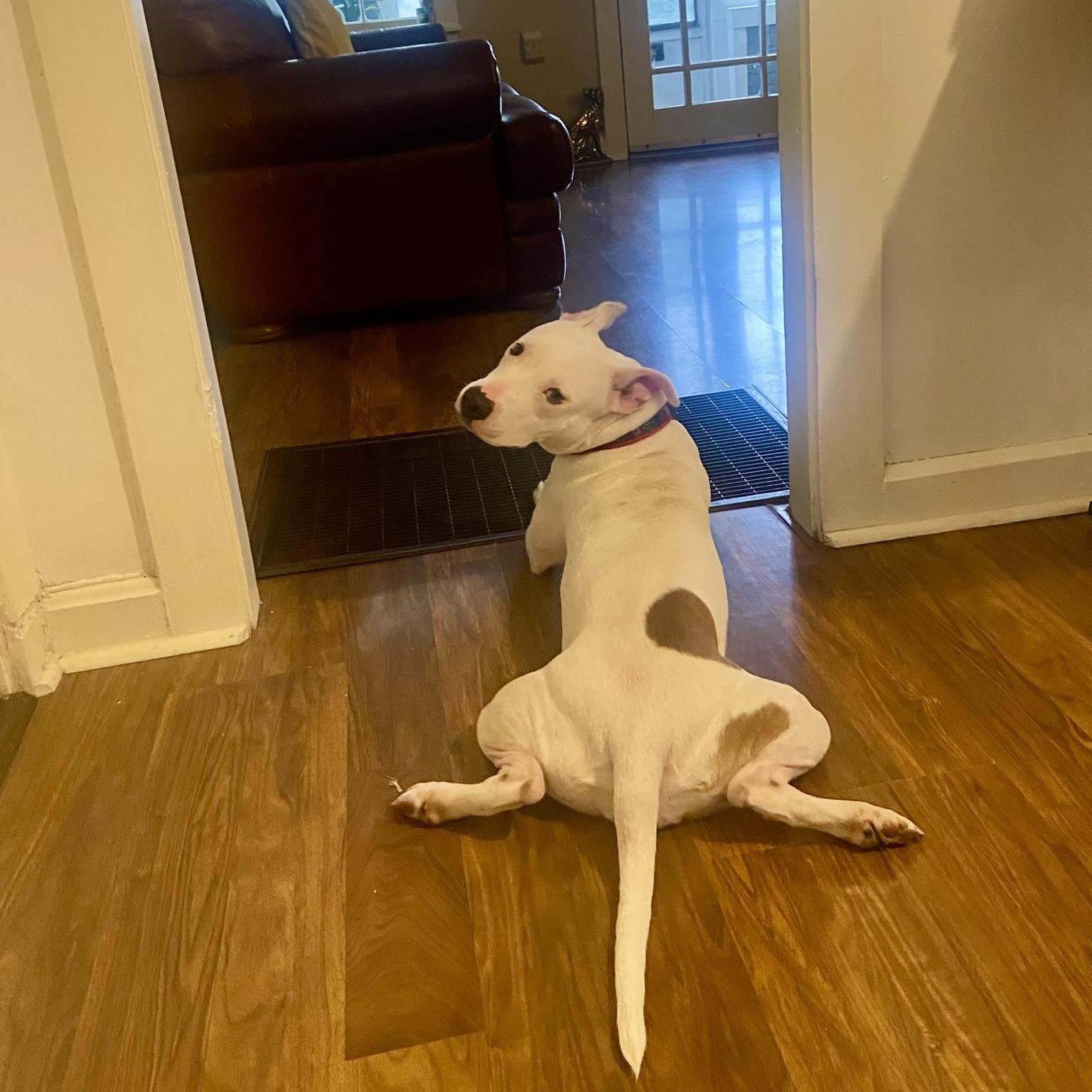 Enlarge GHOST!, a Adopted mixed breed in Louisville, KY image 5/6