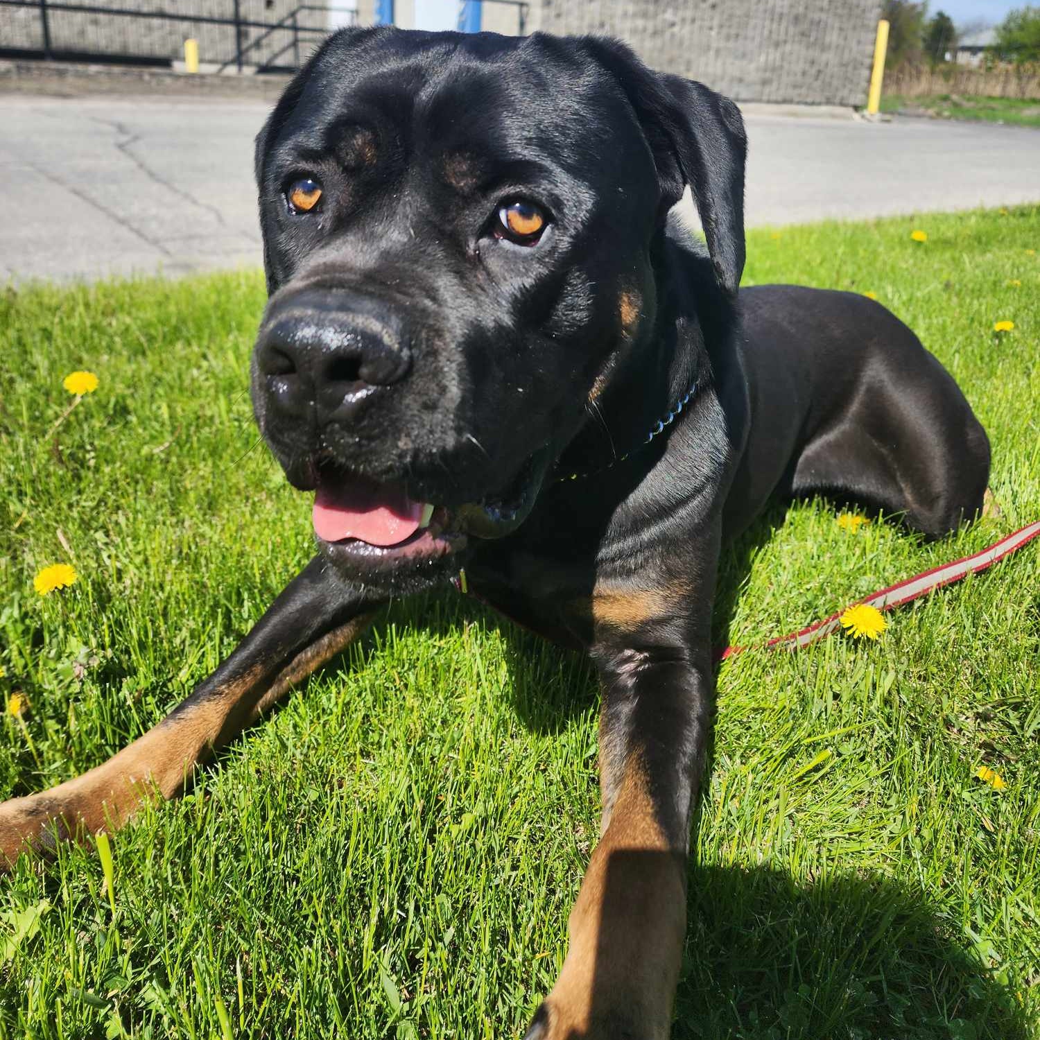 Bones, an adopted Rottweiler in Vaudreuil-Dorion, QC image 1/4