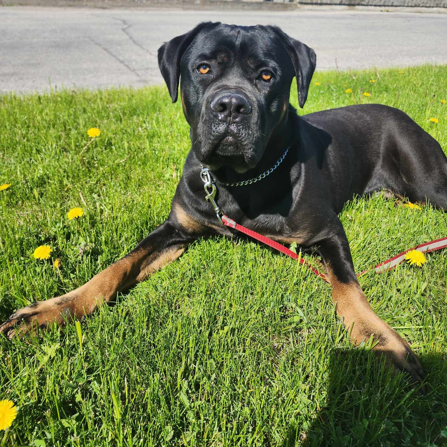 Bones, an adopted Rottweiler in Vaudreuil-Dorion, QC image 2/4