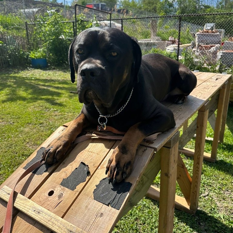 Bones, an adopted Rottweiler in Vaudreuil-Dorion, QC image 3/4
