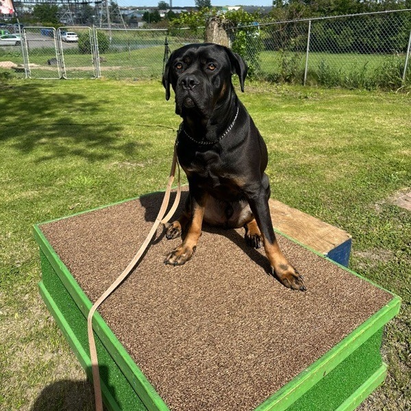 Bones, an adopted Rottweiler in Vaudreuil-Dorion, QC image 4/4