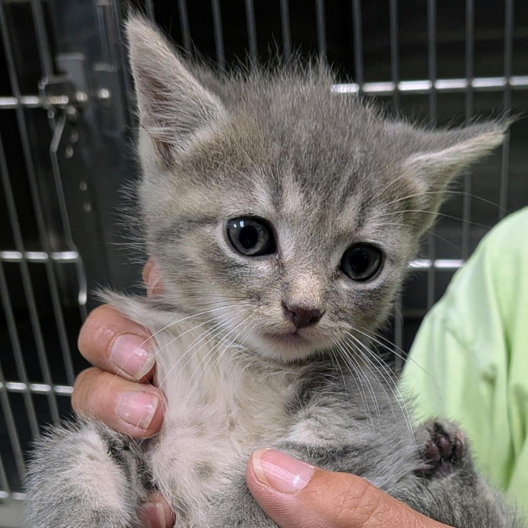 Gai Lan, a Adoptable Domestic Short Hair in Marion, VA image 1/6
