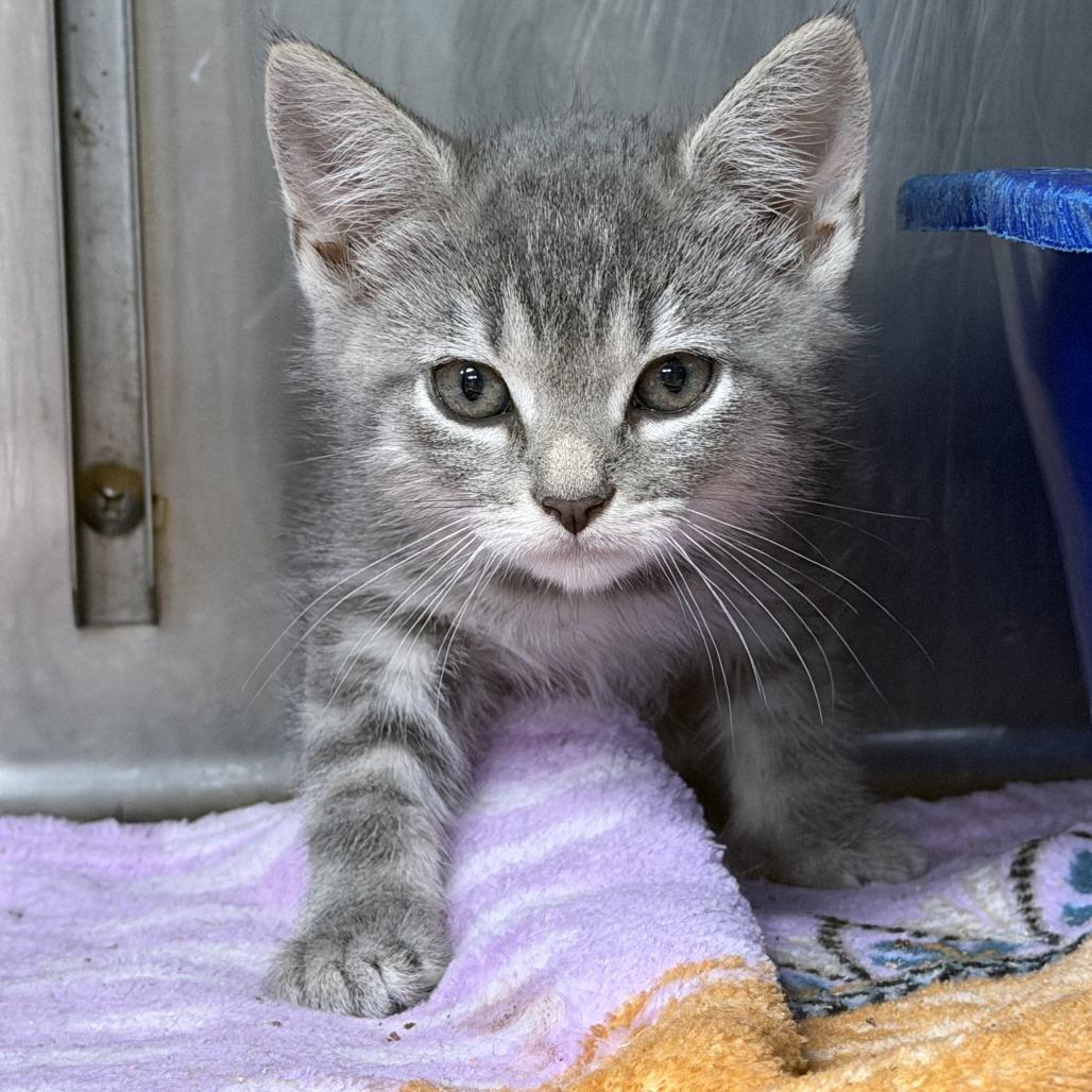 Gai Lan, a Adoptable Domestic Short Hair in Marion, VA image 2/6