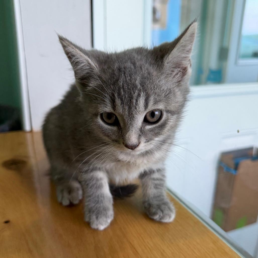 Gai Lan, a Adoptable Domestic Short Hair in Marion, VA image 3/6