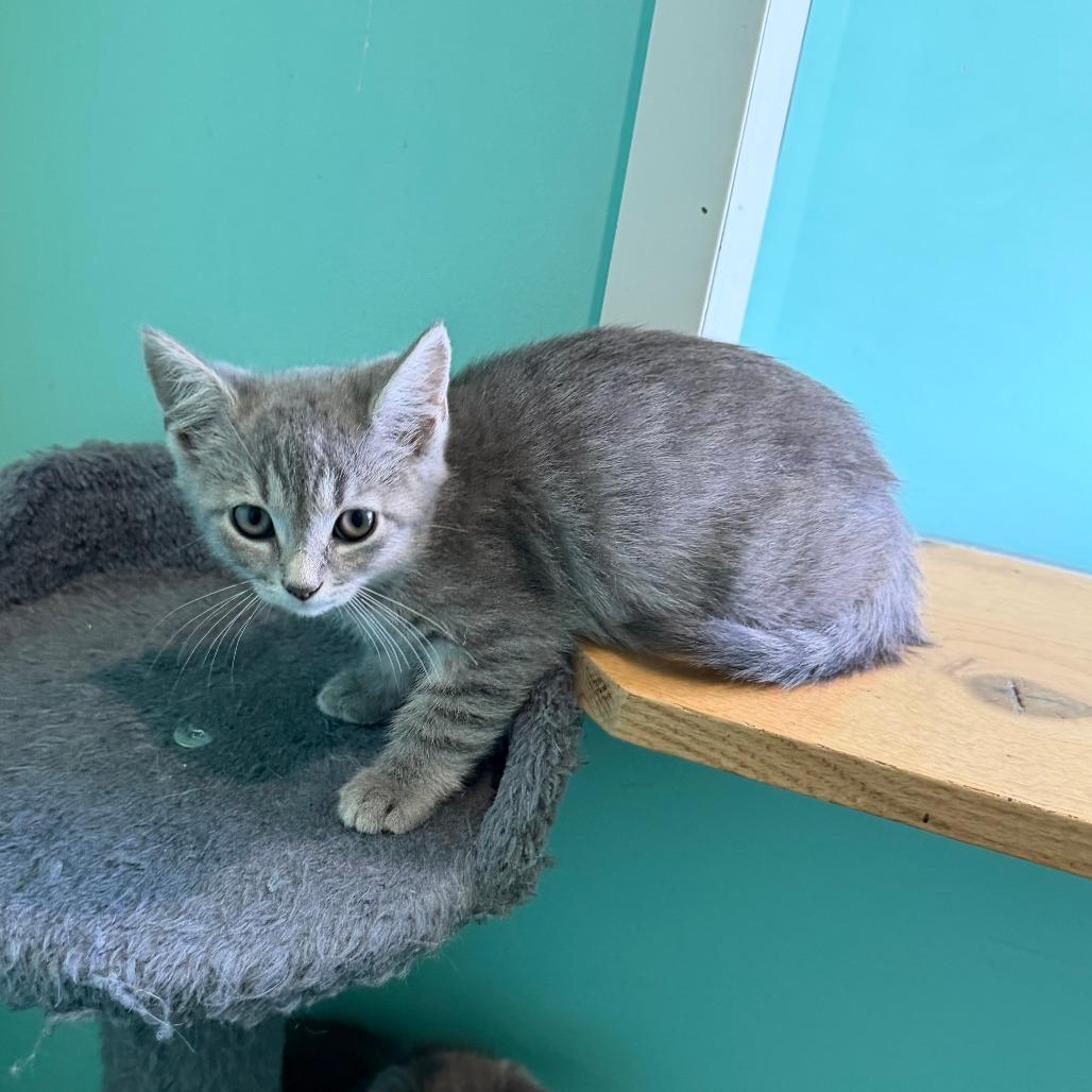 Gai Lan, a Adoptable Domestic Short Hair in Marion, VA image 4/6