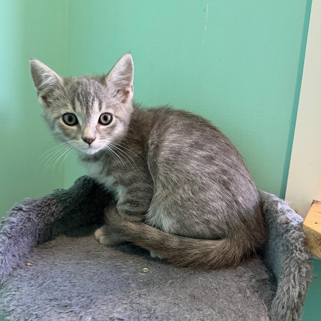 Gai Lan, a Adoptable Domestic Short Hair in Marion, VA image 5/6