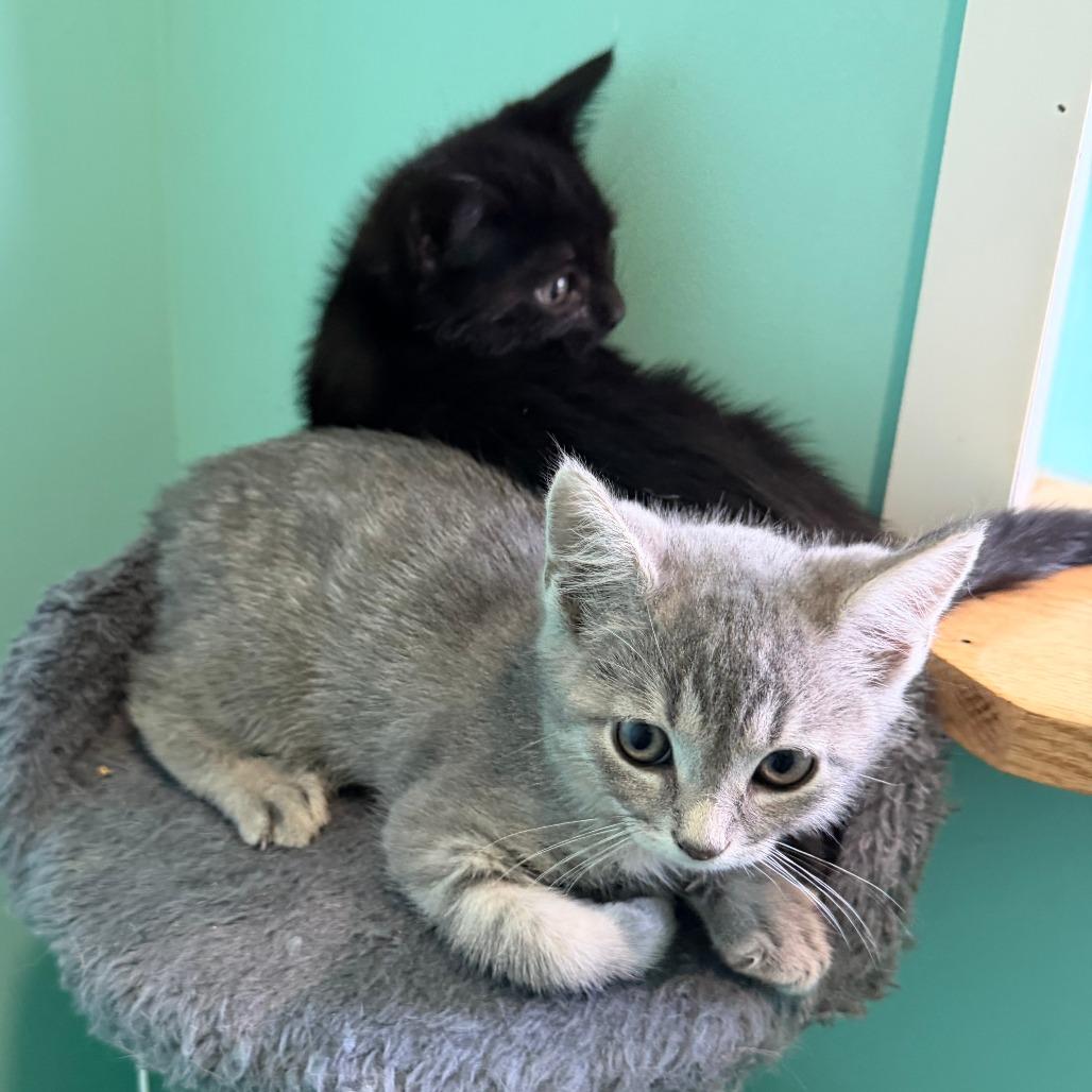 Gai Lan, a Adoptable Domestic Short Hair in Marion, VA image 6/6