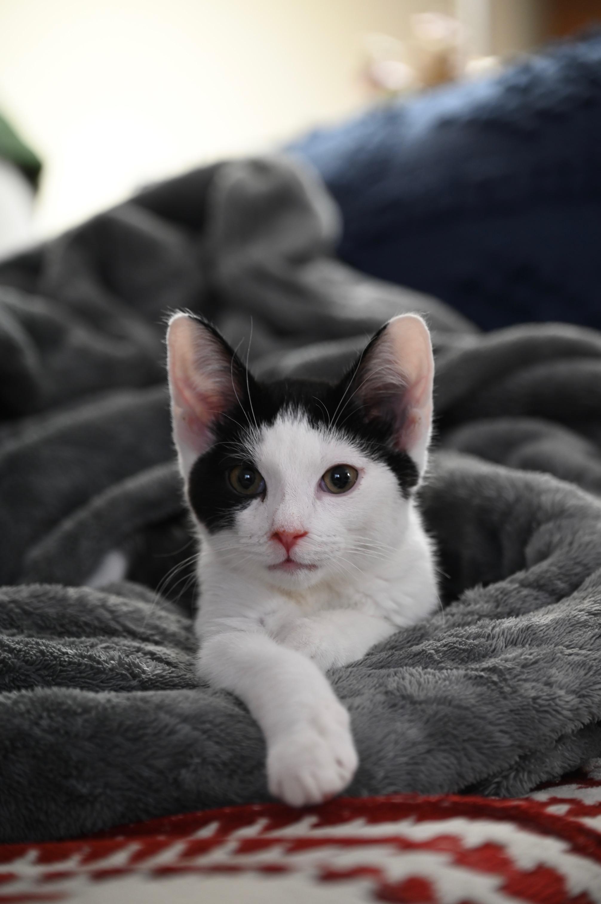 Patches-Li'l Lovebug, a ADOPTABLE Domestic Short Hair in Arlington, VA image 1/6