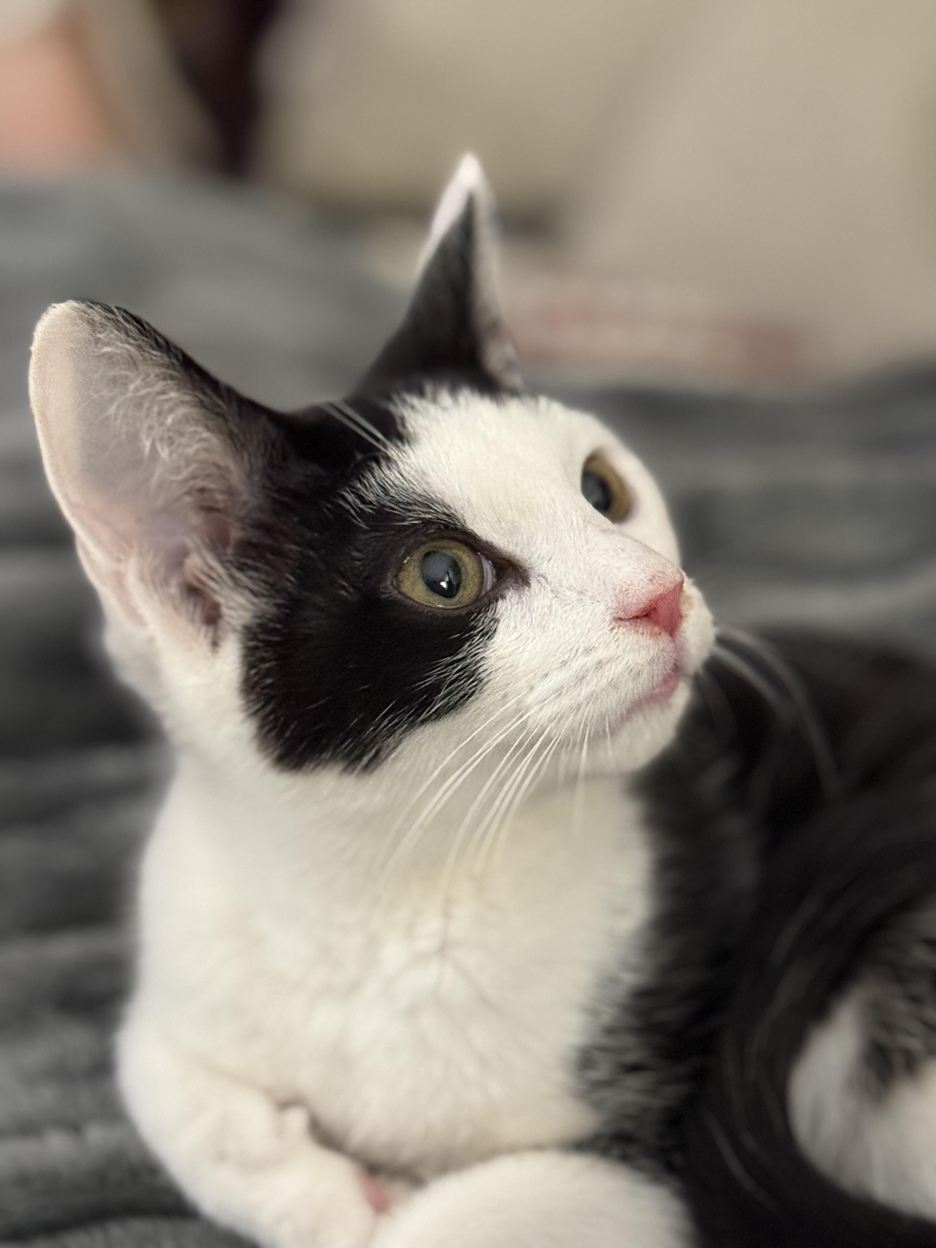 Patches-Li'l Lovebug, a ADOPTABLE Domestic Short Hair in Arlington, VA image 2/6