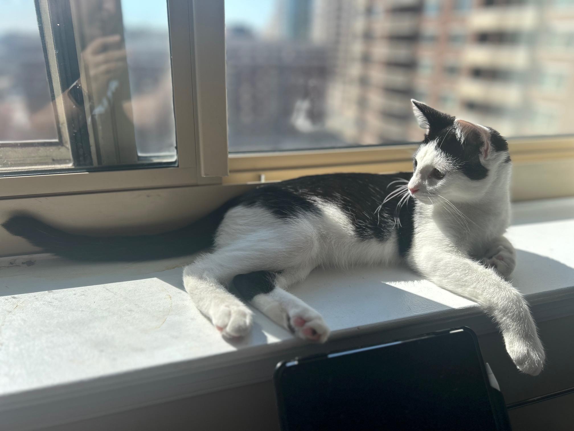 Patches-Li'l Lovebug, an adopted Domestic Short Hair in Arlington, VA image 6/6