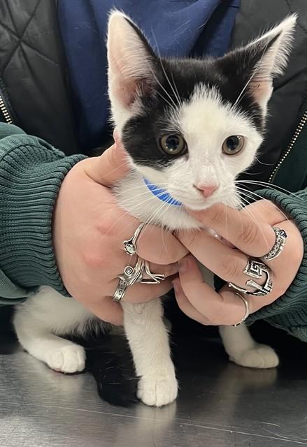 Patches-Li'l Lovebug, a ADOPTABLE Domestic Short Hair in Arlington, VA image 5/6