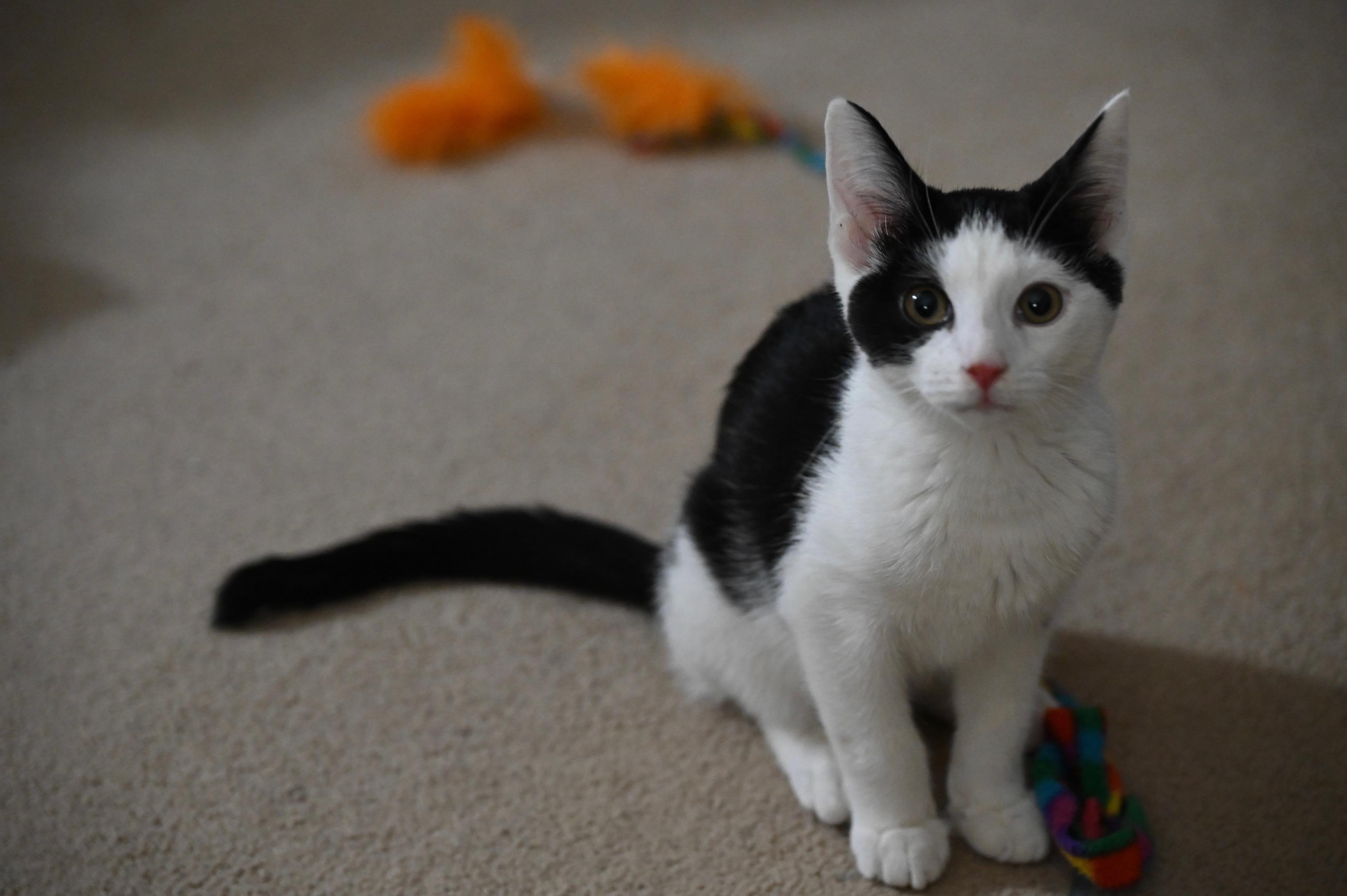 Patches-Li'l Lovebug, a ADOPTABLE Domestic Short Hair in Arlington, VA image 4/6