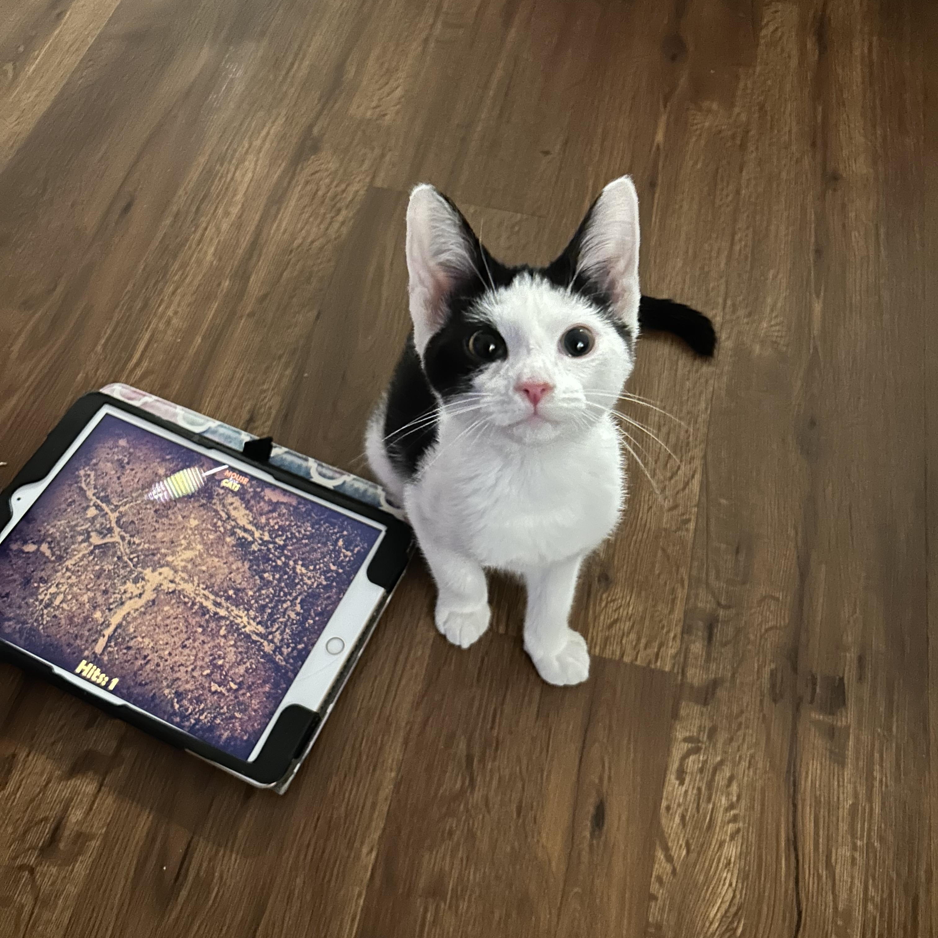 Patches-Li'l Lovebug, a ADOPTABLE Domestic Short Hair in Arlington, VA image 6/6
