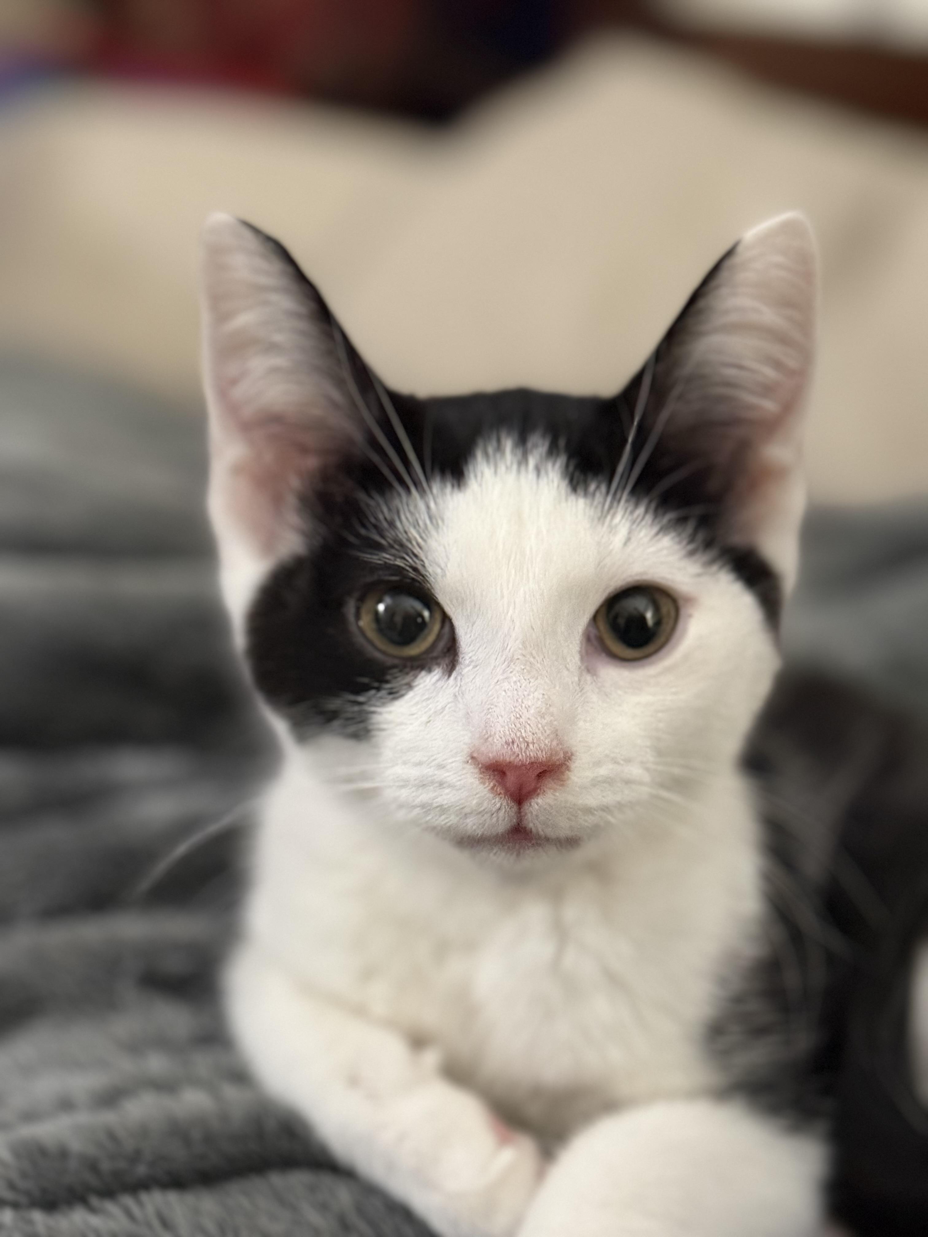 Patches-Li'l Lovebug, a ADOPTABLE Domestic Short Hair in Arlington, VA image 3/6