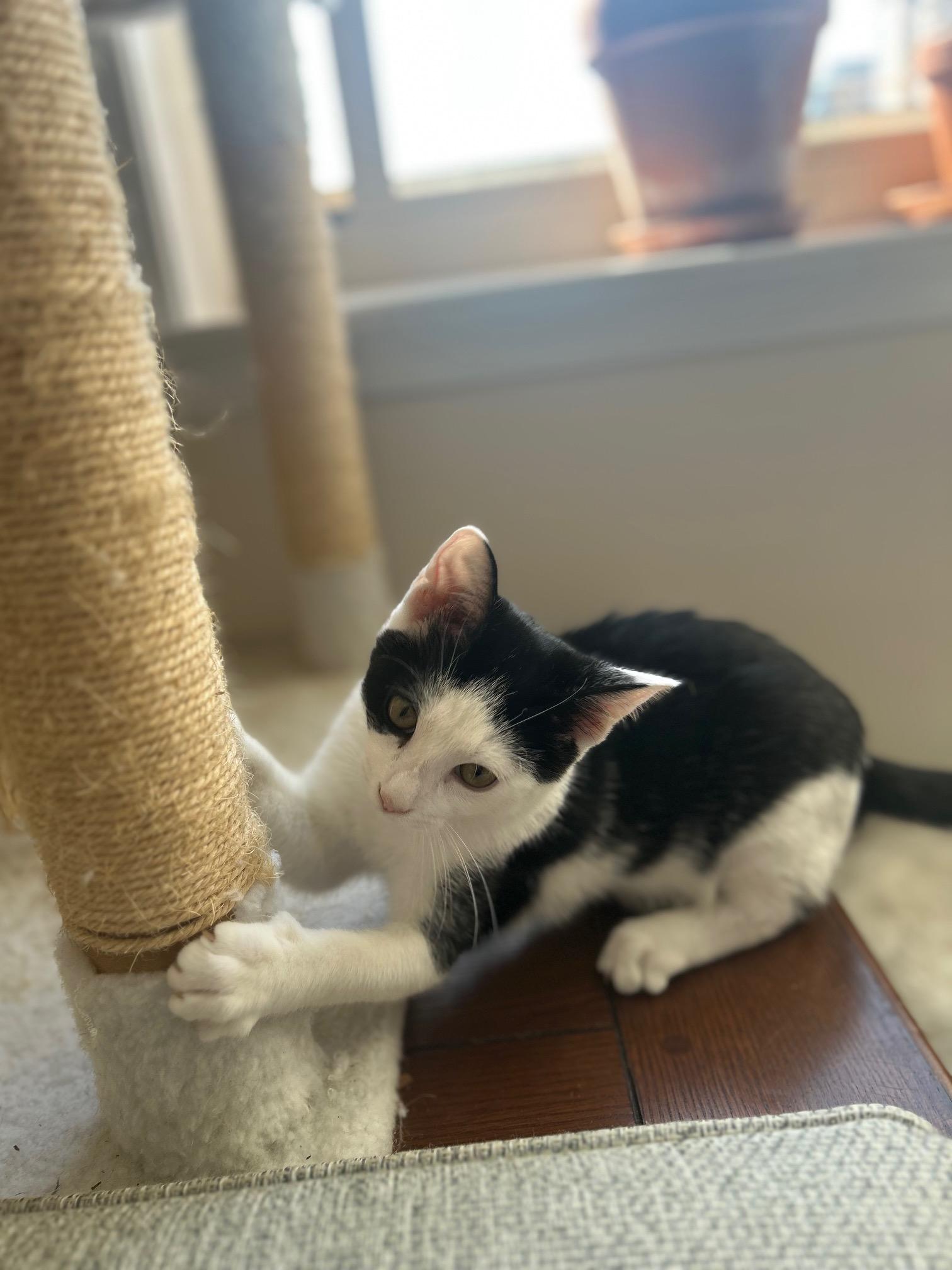 Patches-Li'l Lovebug, adopted, Kitten Male Domestic Short Hair.