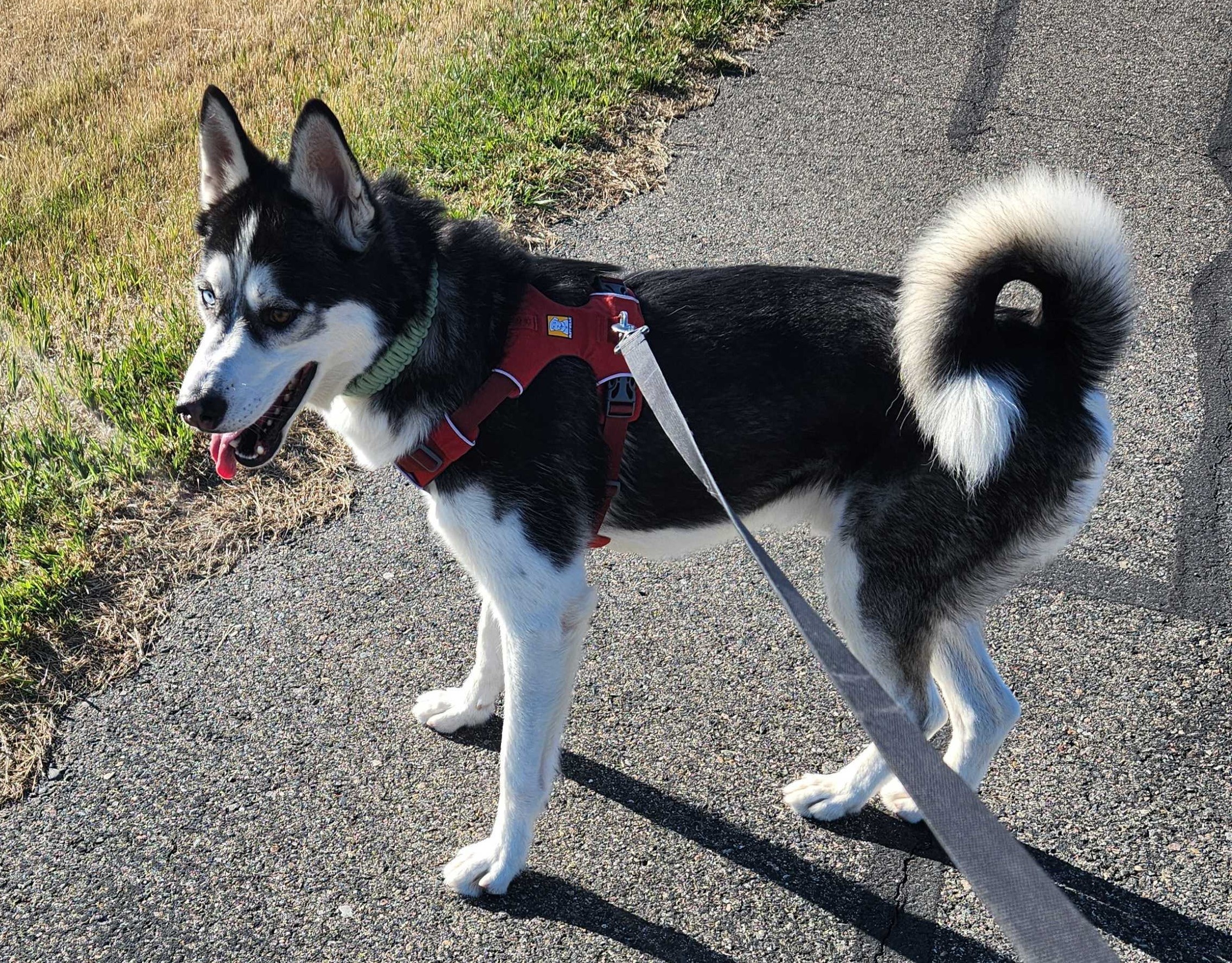 Enlarge Blade, a Adopted Siberian Husky in Boise, ID image 3/3