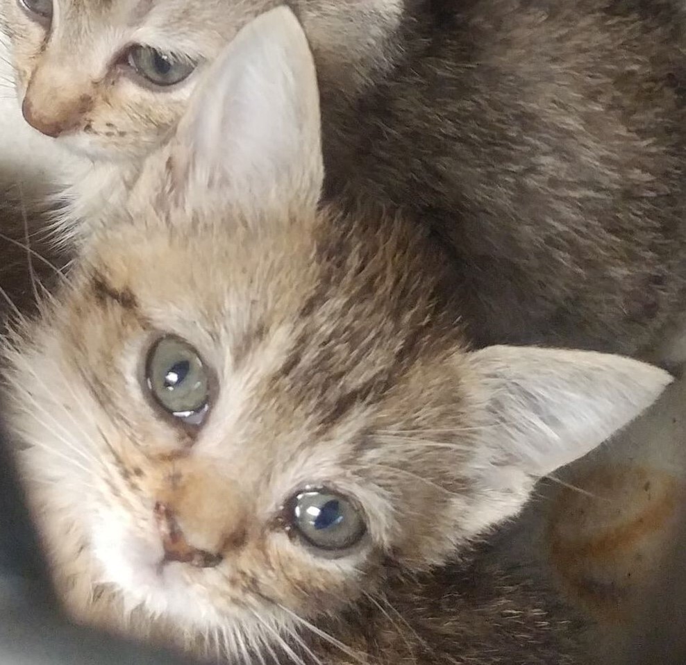 Enlarge Paisley, a Adoptable mixed breed in Robinson, IL image 1/1