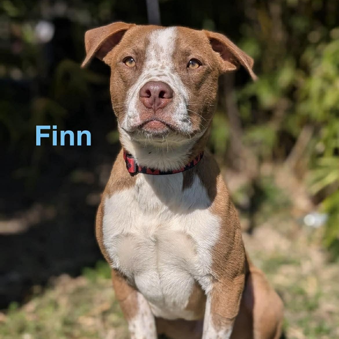 FINN, ADOPTABLE, Puppy Male Pit Bull Terrier & Terrier.