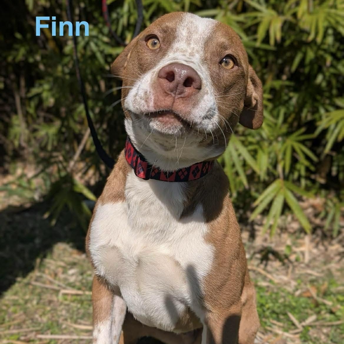 Enlarge FINN, a ADOPTABLE mixed breed in Madisonville, LA image 2/4