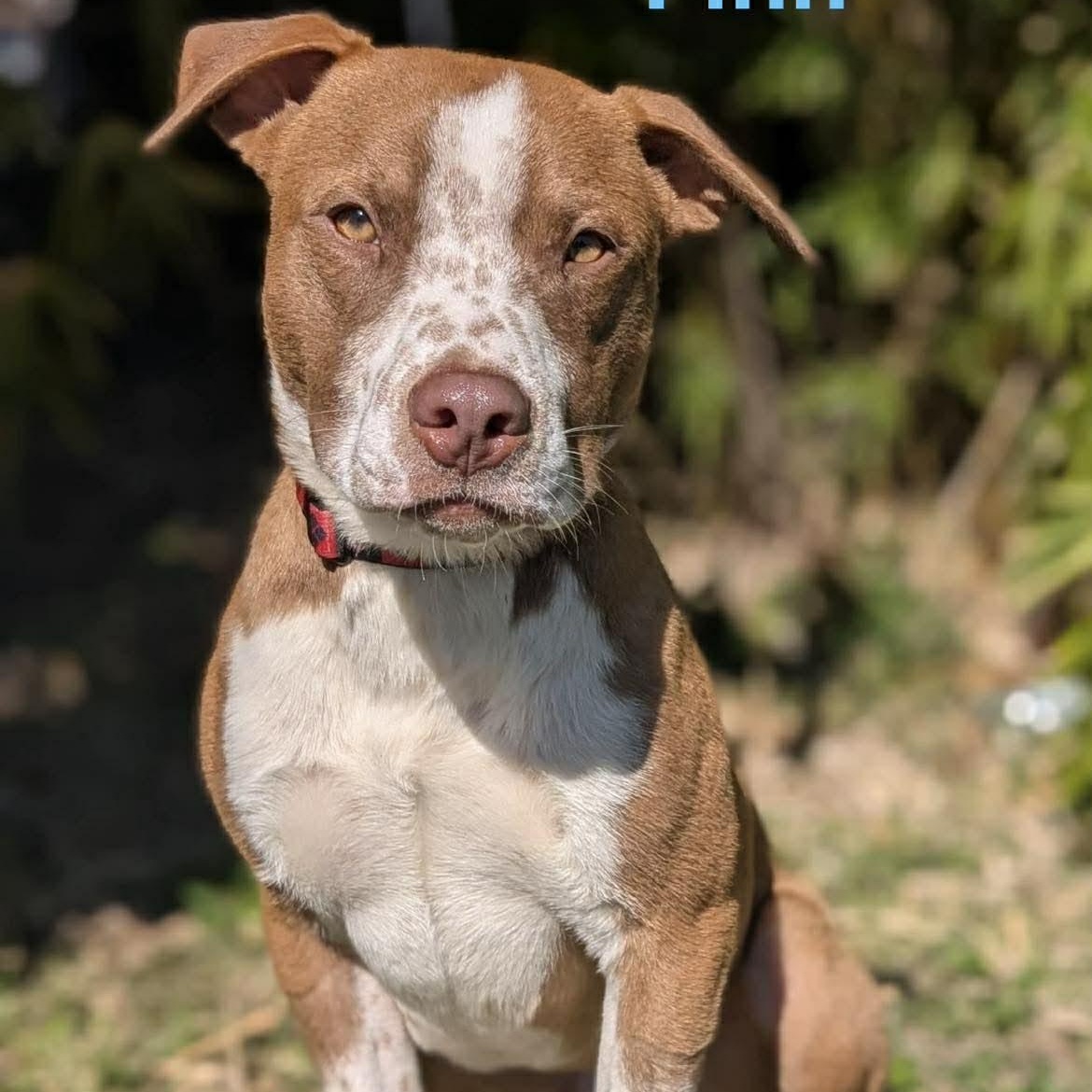 Enlarge FINN, a ADOPTABLE mixed breed in Madisonville, LA image 4/4