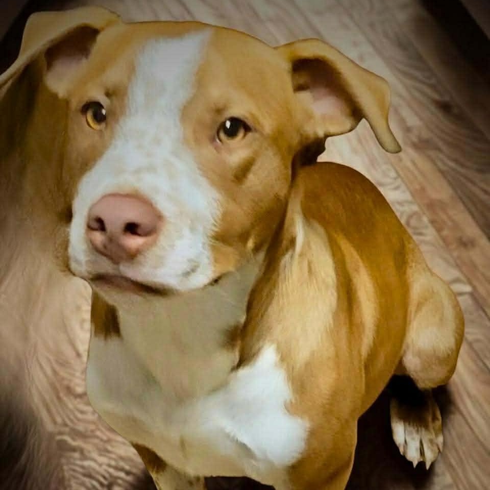 FINN, ADOPTABLE, Puppy Male Pit Bull Terrier & Terrier.