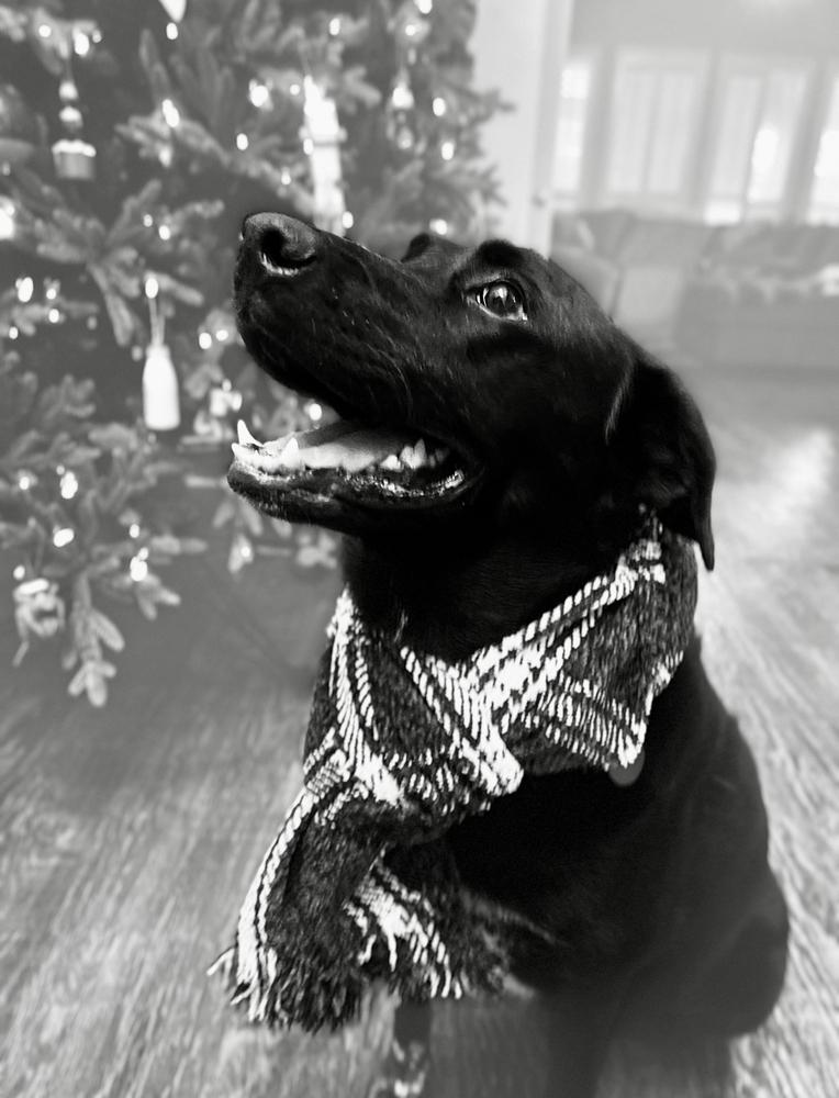 Enlarge 22-112 Rose, a Adoptable mixed breed in Richardson, TX image 1/6