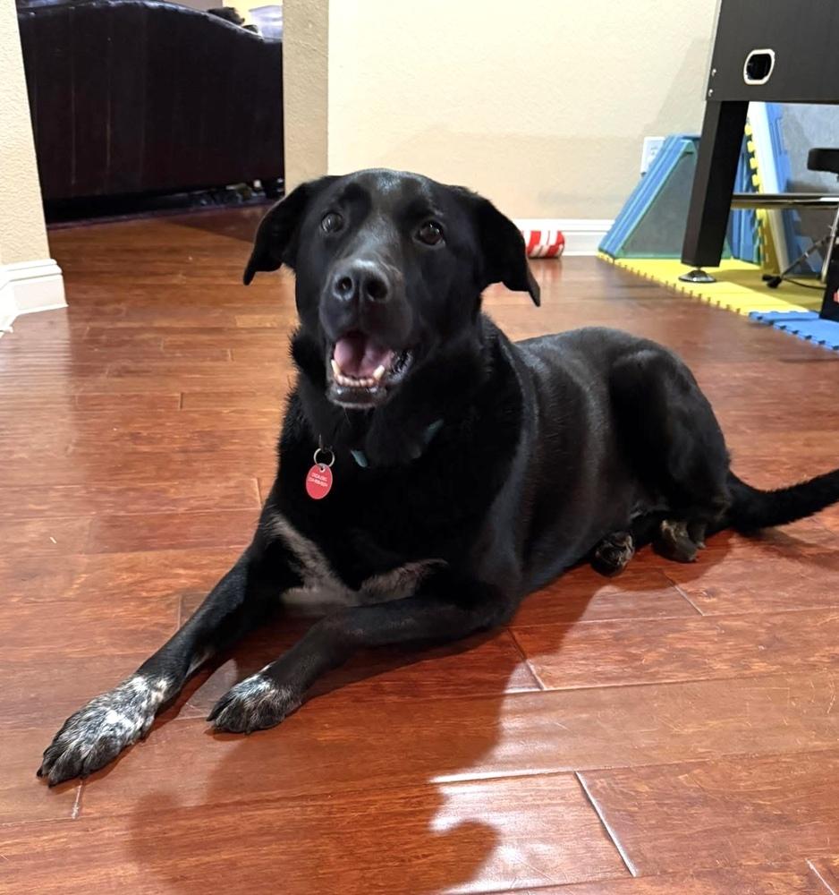 Enlarge 22-112 Rose, a Adoptable mixed breed in Richardson, TX image 1/6