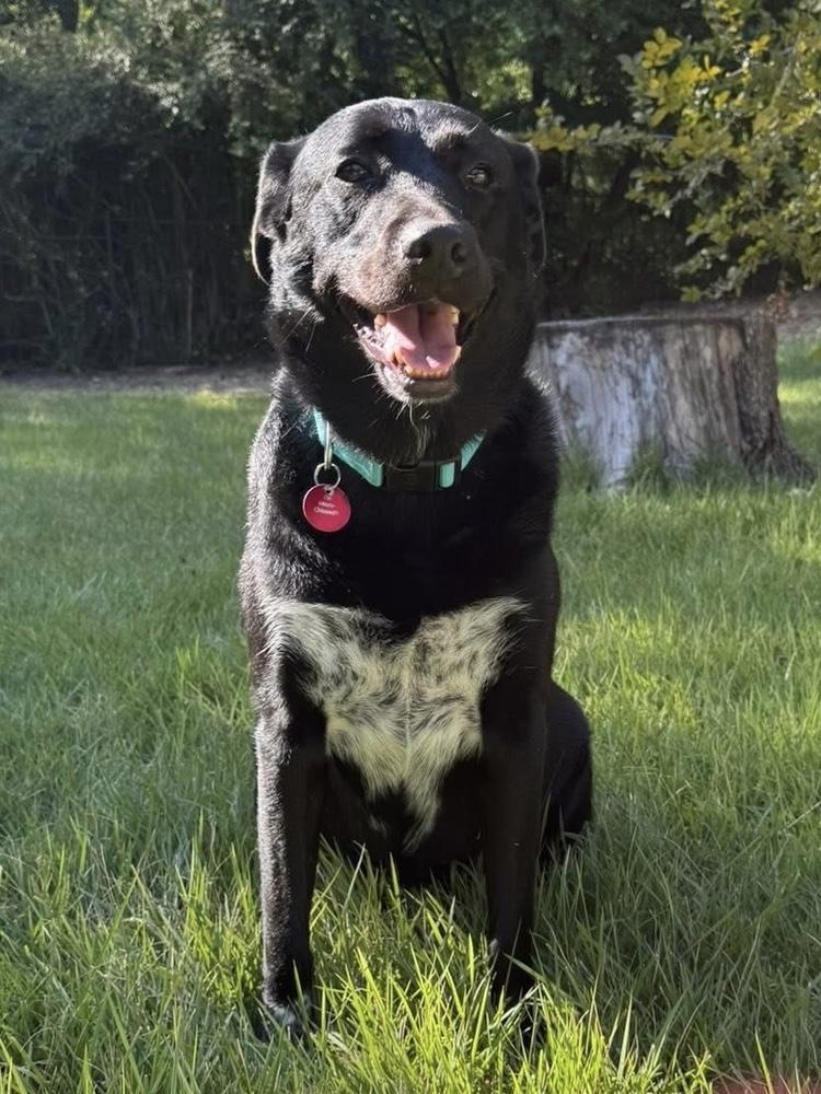 Enlarge 22-112 Rose, a Adoptable mixed breed in Richardson, TX image 2/6