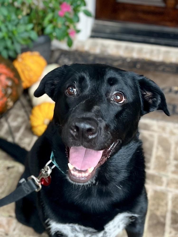 Enlarge 22-112 Rose, a Adoptable mixed breed in Richardson, TX image 4/6