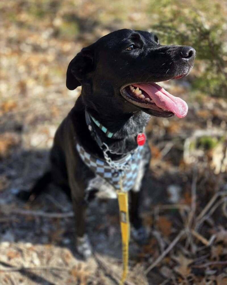Enlarge 22-112 Rose (aka Rosie), a Adoptable mixed breed in Richardson, TX image 4/6