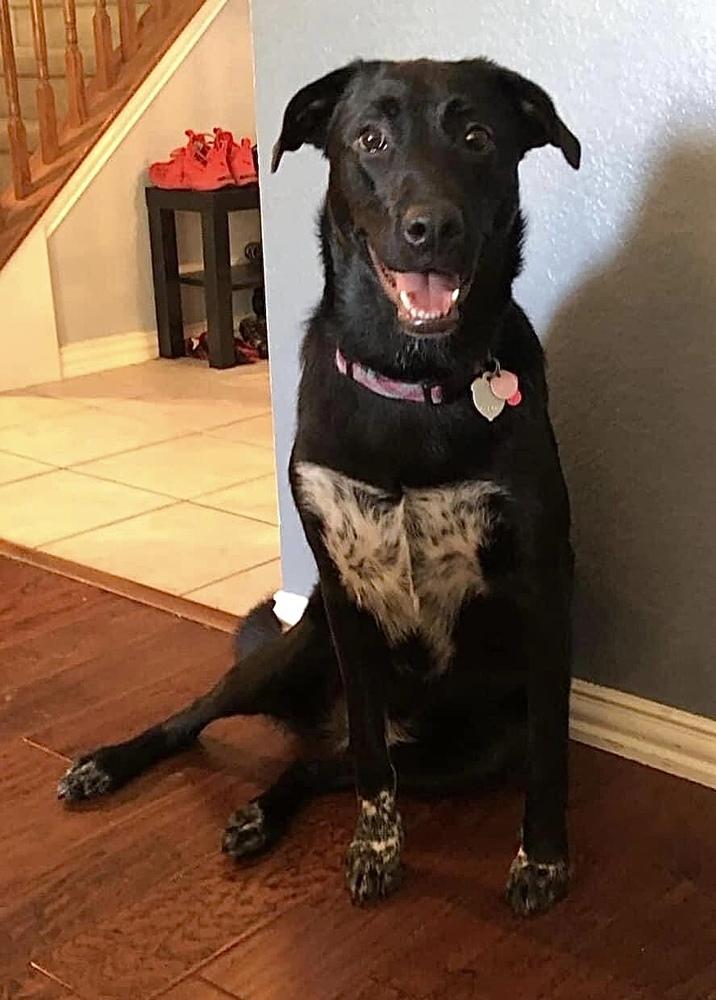 Enlarge 22-112 Rose, a Adoptable mixed breed in Richardson, TX image 5/6