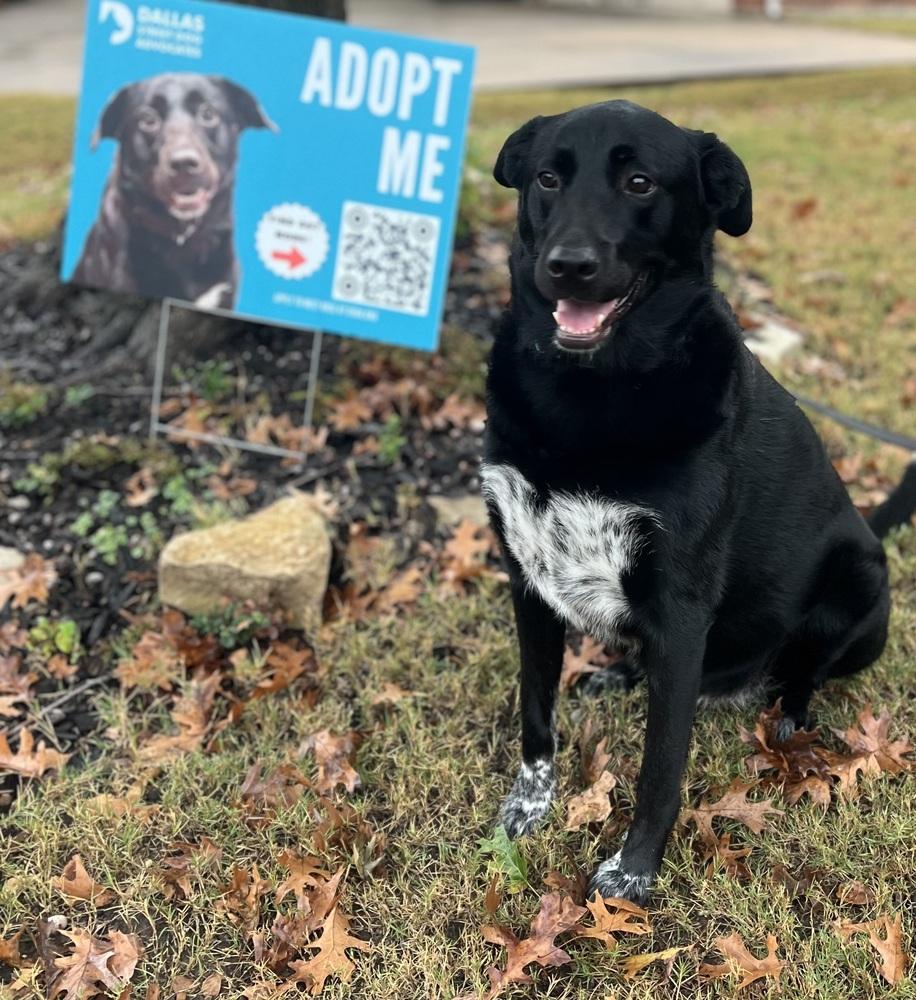 Enlarge 22-112 Rose (aka Rosie), a Adoptable mixed breed in Richardson, TX image 5/6