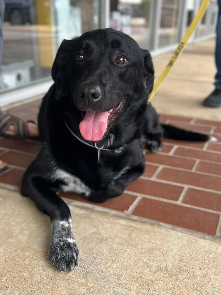 Enlarge 22-112 Rose, a Adoptable mixed breed in Richardson, TX image 4/6